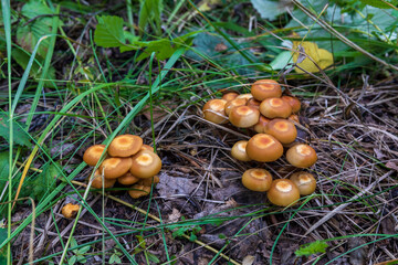 Honey mushrooms on the stump. mushrooms in autumn. stump with mushrooms. mushrooms after rain in the forest. tree stump in the forest. wild forest. toadstools on a tree stump
