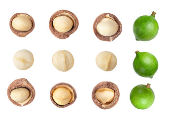 Peeled Macadamia nut isolated on transparent png