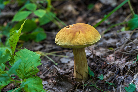 Mushrooms cut in the woods. Mushroom boletus edilus. Popular white Boletus mushrooms in forest.