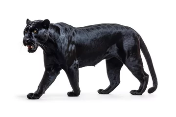 Gordijnen Animal Black panther isolate on white background © arhendrix