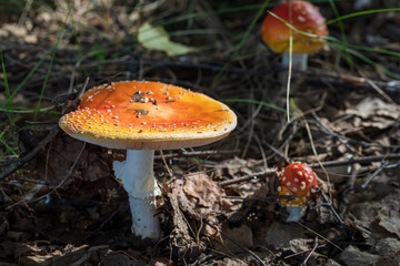 Close-up picture of a Amanita poisonous mushroom in nature. Amanita muscaria family