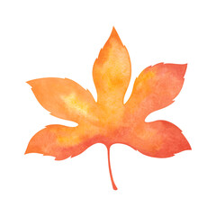 Fototapeta premium Autumn multicolored maple leaf isolated on a white background hand-drawn. An element for design and decoration. Seasonal leaf fall. A beautiful yellow-orange-red leaf from a tree.