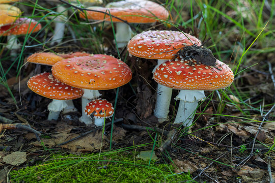 Close-up picture of a Amanita poisonous mushroom in nature. Amanita muscaria family