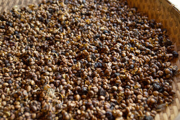 Kopi luwak or civet coffee, Coffee beans excreted by the civet 