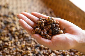 Kopi luwak or civet coffee, Coffee beans excreted by the civet	