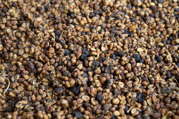 Kopi luwak or civet coffee, Coffee beans excreted by the civet	