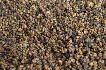 Kopi luwak or civet coffee, Coffee beans excreted by the civet 