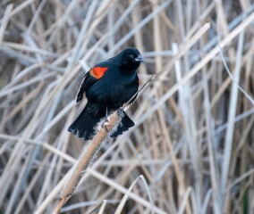 Red wing Black Bird singing along the reeds along a lake. 