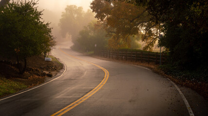 A foggy morning along a country road with oak trees