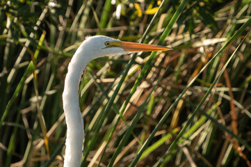 great white heron along a lake front in California