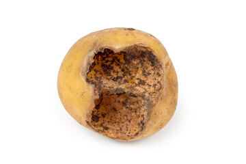 Potatoes gnawed by pests. Damaged potato tuber on a white background.