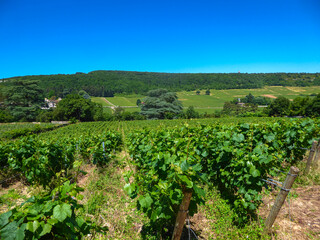 Fototapeta na wymiar Scenic view of stunning vineyard near Chateau de Rully in Burgundy, France. Cote d'Or, Burgundy wine region, Auxey-Duresses. Rows of grape vines. Route des Grands Crus, Meursault, Cotes de Beaune