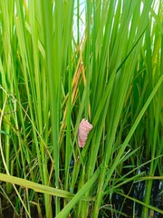 Cherry clams clinging to rice leaves in the fields.