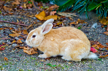 Close up of  A Cute wild rabbit at Okunoshima or Rabbit island in Japan.
