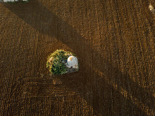 Polignano a mare: Plowed field with trulli