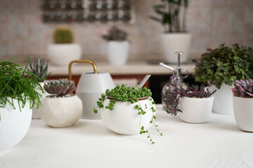 Potted Senecio Rowley house plant in white ceramic pot and other succulent plants on a table indoors © Anatoly Repin