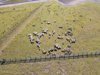 Bagnolo Irpino: sheeps near Laceno Lake; drone view