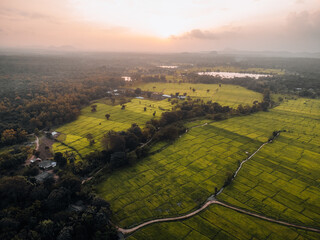 Aerial Photo of green Rice fields in the countryside of Sri Lanka