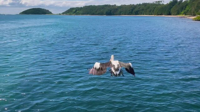 4k Video -A Pelican flying from the pier at Crookhaven Heads Boat Ramp on the Crookhaven River in Comerong Bay, Shoalhaven, South Coast, NSW, Australia. 