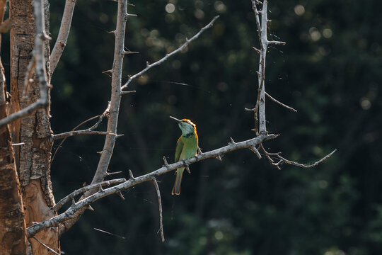 Tropical bird during safari game drive in Udawalawa National Park 