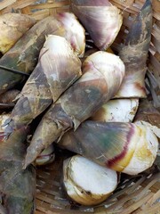 bamboo shoots in nature