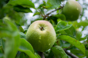 Green apple on a tree in an orchard in the summer.