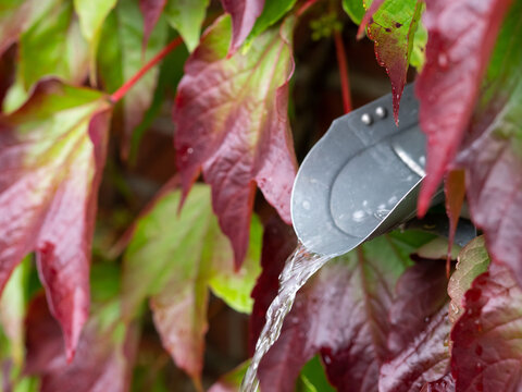 Regenwasser auffangen f&uuml;r die Gartenbew&auml;sserung