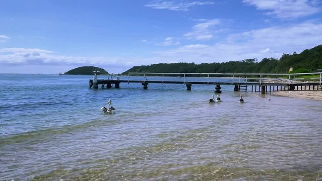 4k Video -Pelicans flying from the water onto the pier at Crookhaven Heads Boat Ramp on the Crookhaven River in Comerong Bay, Shoalhaven, South Coast, NSW, Australia. 