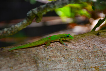 Green lizard in Moorea | French Polynesia