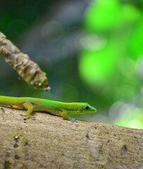 Green lizard in Moorea | French Polynesia