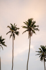 Fototapeta na wymiar Clean photo during on the beach sunrise with palm trees in Mirissa, Sri Lanka