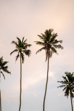Clean photo during on the beach sunrise with palm trees in Mirissa, Sri Lanka