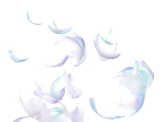 Many Pastel Feather fly fall in Air over white background isolated. Puffy Fluffy soft feathers as purity smooth like dream floating dove in sky. Angle flying from heaven, photo motion