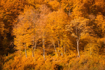 autumn background. trees are covered with yellow-orange leaves.