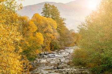 Obraz premium autumn landscape. A mountain river flows through a glade with an autumn forest. Trees with yellow leaves.
