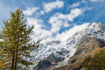 At the foot of an Alpine glacier. Monte Rosa (4,634 m) seen from the Macugnaga Wildlife Oasis, Italy. Mountain background with a larch, a glacier and the blue sky