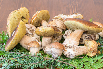Group of fresh mushrooms Boletus edulis, excellent edible mushrooms on wooden background