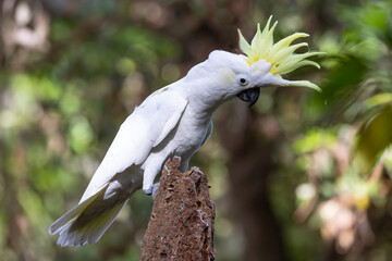 Australian Sulphur-crested Cockatoo with yellow crest erect