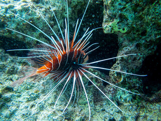 Lionfish lives in the coral reef of the Red Sea