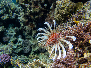 Lionfish lives in the coral reef of the Red Sea