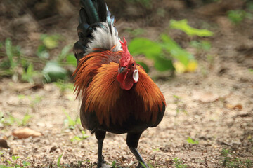 A male white earring jungle fowl