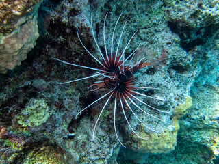 Naklejka na ściany i meble Lionfish lives in the coral reef of the Red Sea