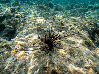 Lionfish lives in the coral reef of the Red Sea