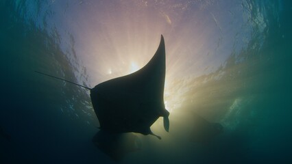 Giant oceanic manta ray or Mobula birostris slowly swims underwater in ocean near the island of...