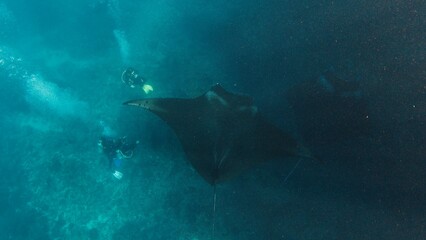 Giant oceanic manta ray or Mobula birostris slowly swims underwater over the divers near the island...