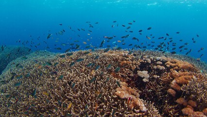 Fototapeta na wymiar Healthy coral reef in the ocean near the island of Nusa Penida in Bali, Indonesia