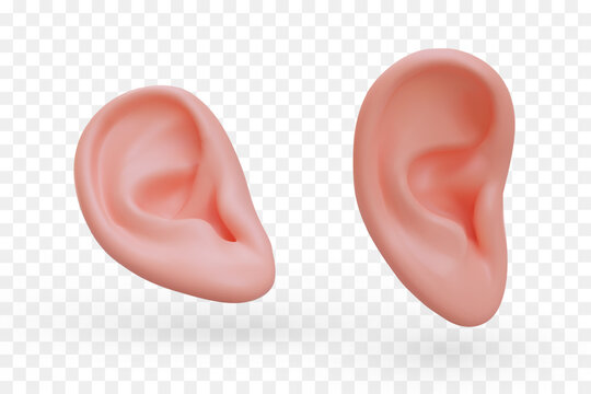 Realistic ear in different positions. Human hearing organ. Listening. Set of isolated vector images. Hearing testing. Services of otolaryngologist. Medical icons