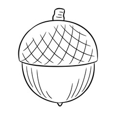 Hand-drawn acorn on white background