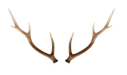 Christmas elements antlers hunting elk horns PNG easy to use