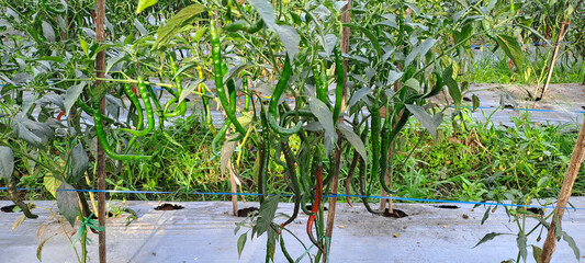 chilli pepper plants in growth at vegetable garden